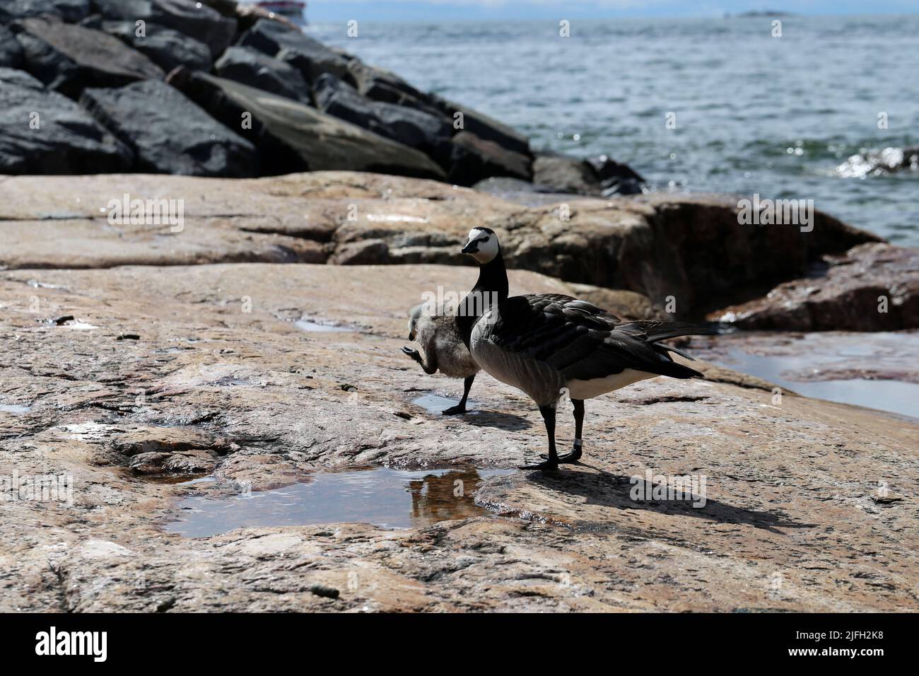 Famiglia di oche a Eiranranta, Helsinki, Finlandia. Un'oca grande e un'oca bambino che viene dal mare alle rocce. Città natura fotografata. Foto Stock