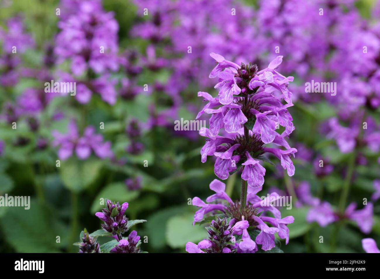 Abbondanza di fiori di colore viola in un primo piano con fondo morbido. Bella immagine a colori a tema per l'estate. Foto Stock