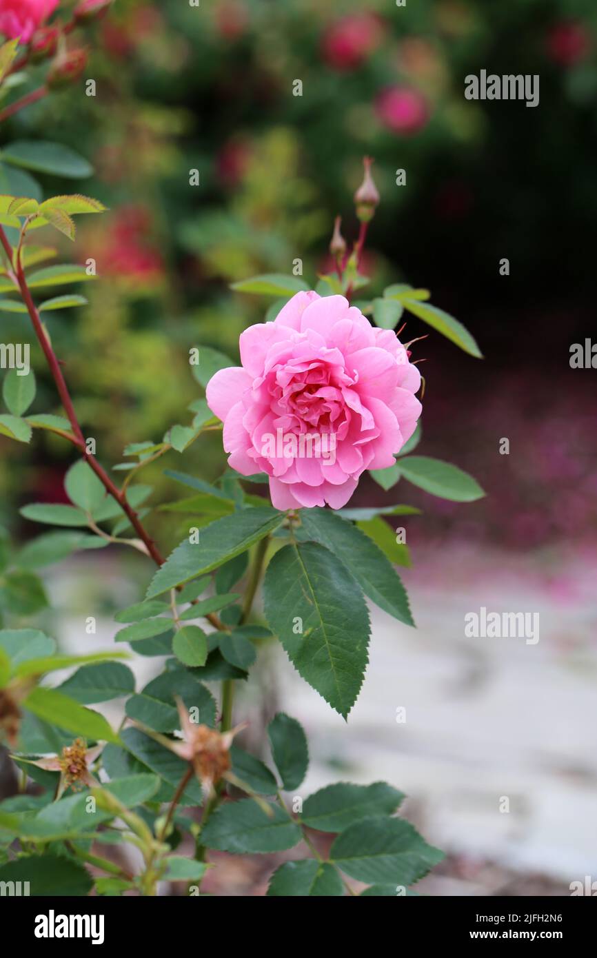 Bella fioritura rosa fiore e alcune foglie in un primo piano immagine a colori. Sfondo bokeh morbido. Fotografato in un giardino situato a Kuopio. Foto Stock