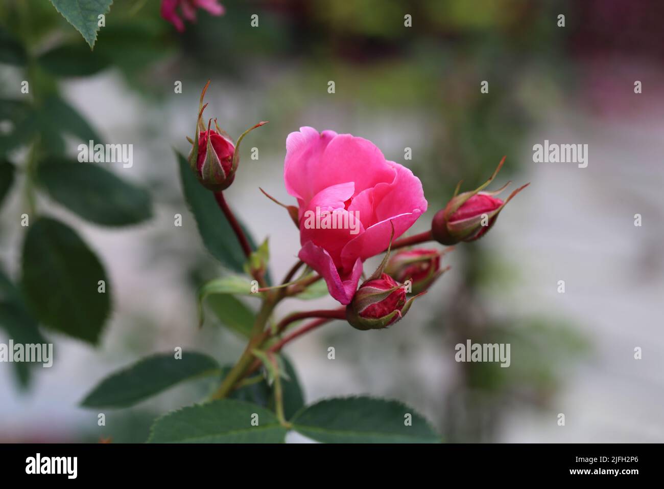 Bella fioritura rosa fiore e alcune foglie in un primo piano immagine a colori. Sfondo bokeh morbido. Fotografato in un giardino situato a Kuopio. Foto Stock