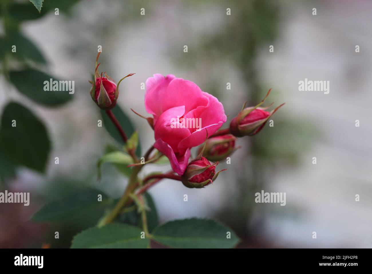 Bella fioritura rosa fiore e alcune foglie in un primo piano immagine a colori. Sfondo bokeh morbido. Fotografato in un giardino situato a Kuopio. Foto Stock