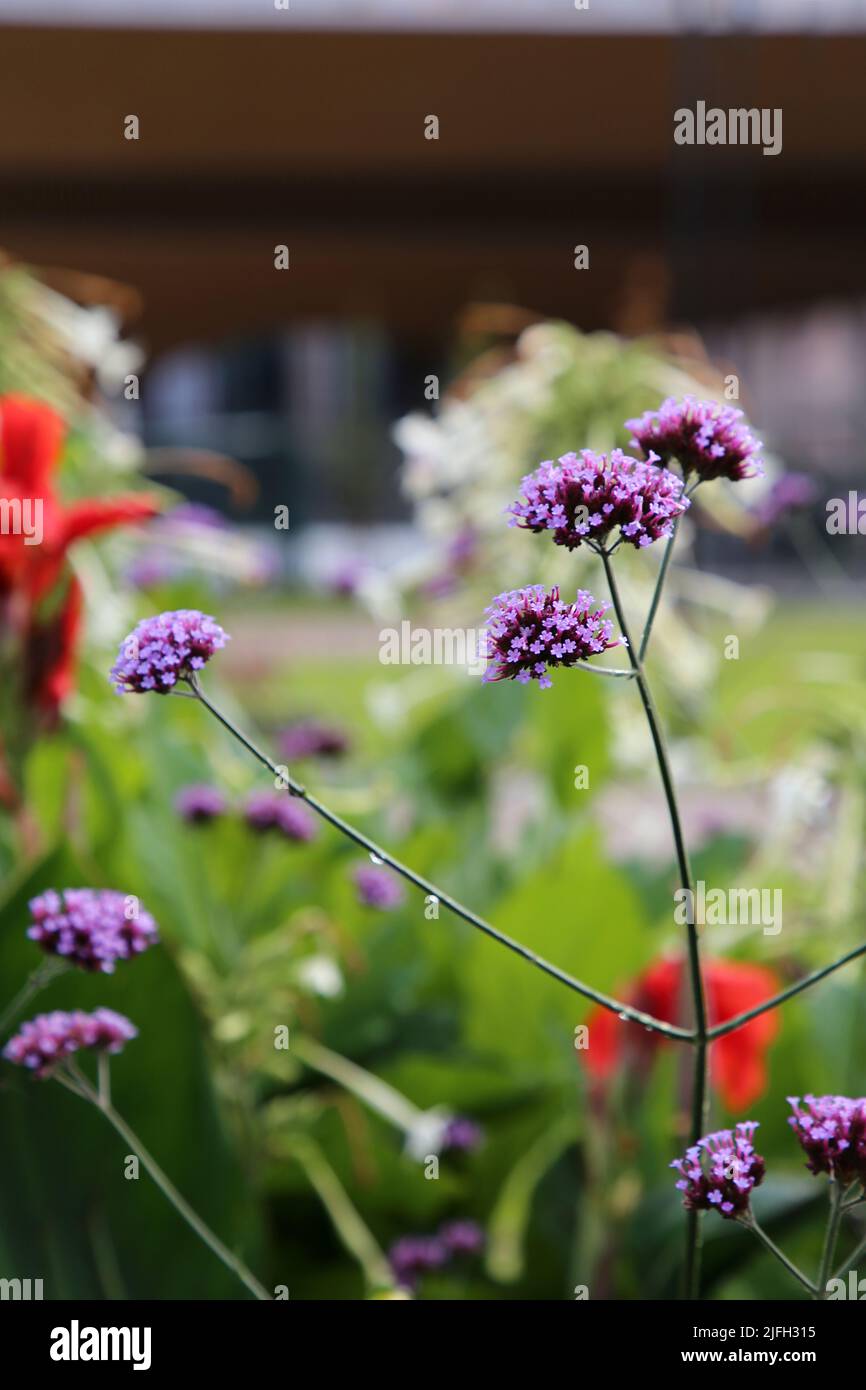 Abbondanza di fiori di colore viola in un primo piano con fondo morbido. Bella immagine a colori a tema per l'estate. Foto Stock