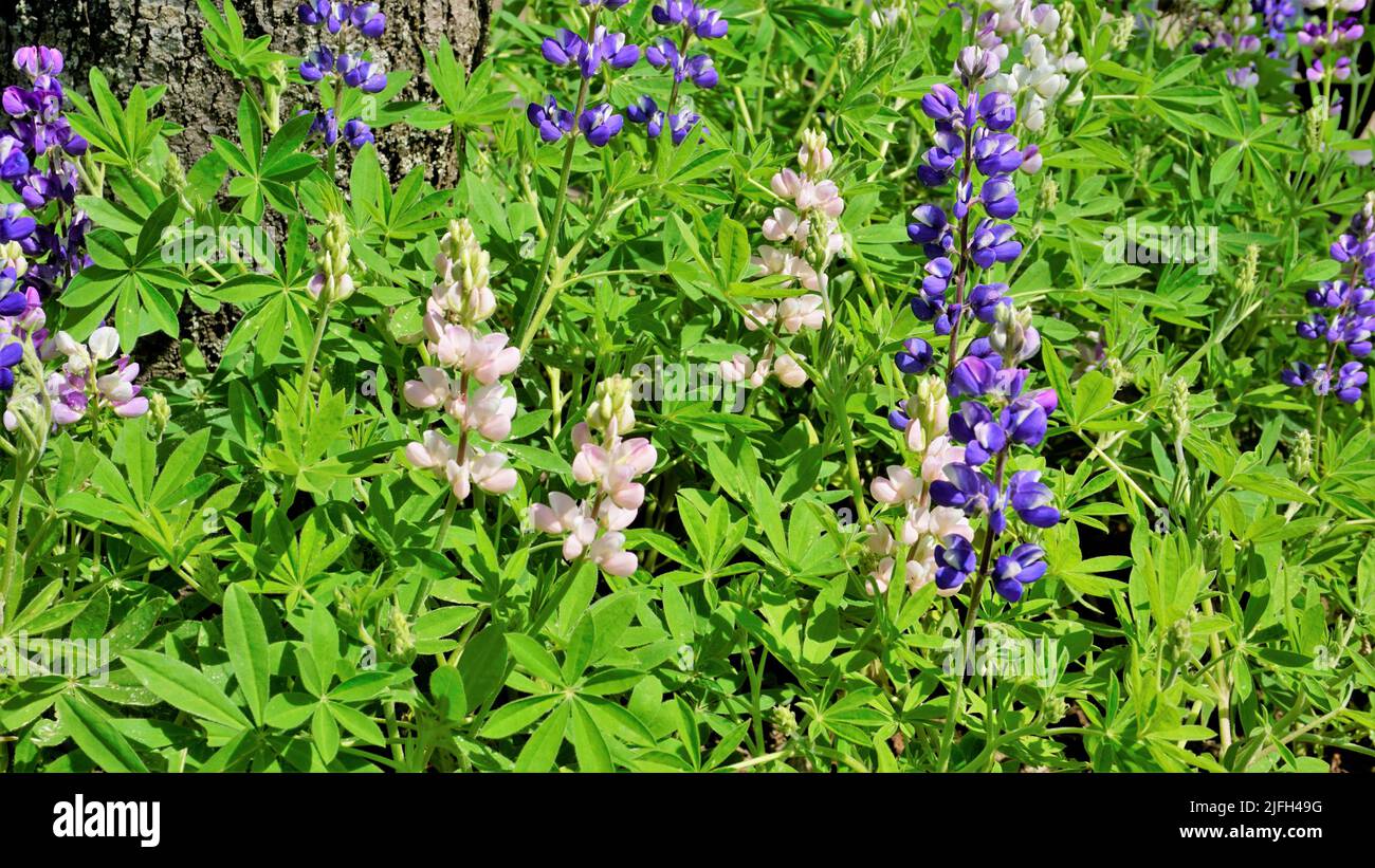 Bellissimo fiore lupino con sfondo verde. Noto anche come Lupinus texensis, albus. Avvistato a ooty, india Foto Stock