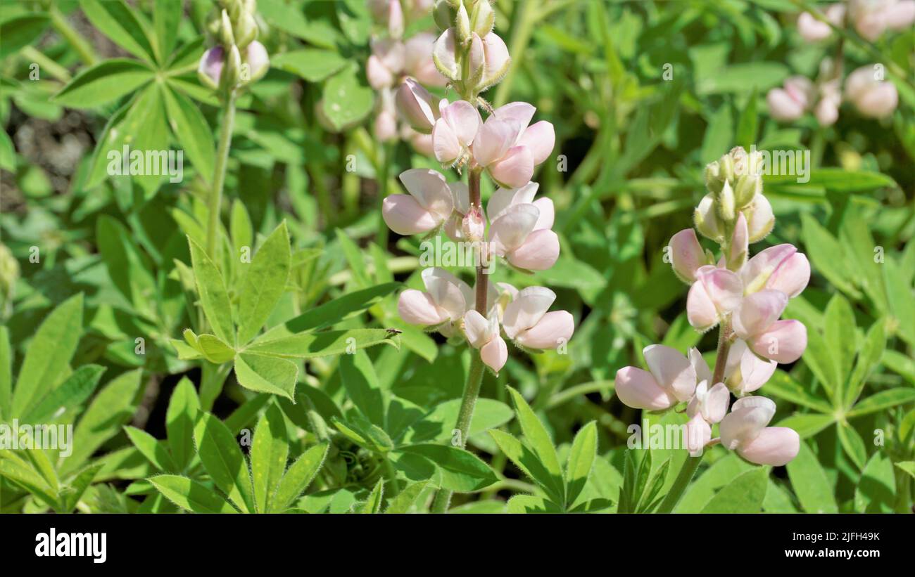 Bellissimo fiore lupino con sfondo verde. Noto anche come Lupinus texensis, albus. Avvistato a ooty, india Foto Stock