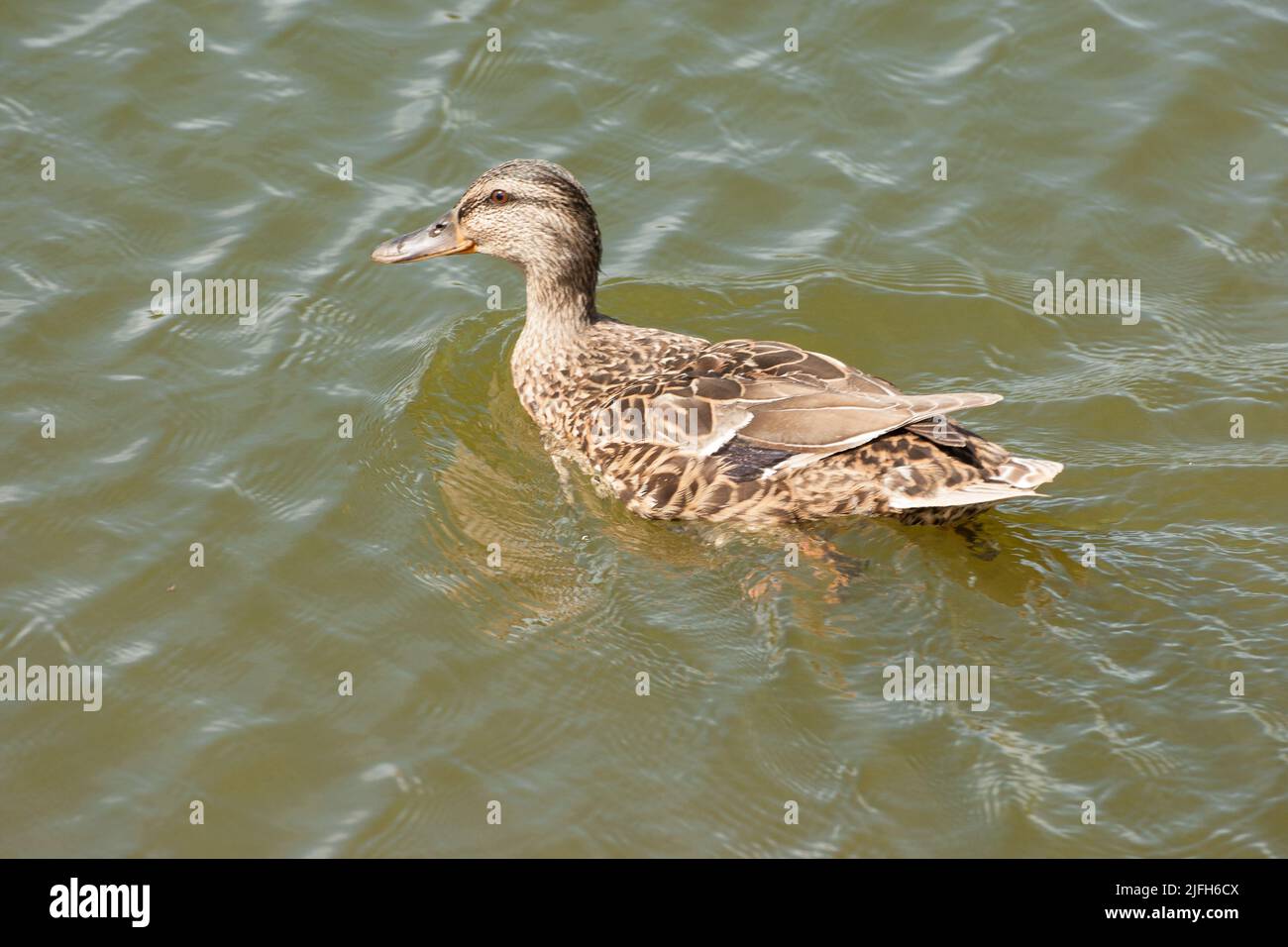 Gadwall anatre Bedgebury Park Forest Kent Inghilterra Foto Stock