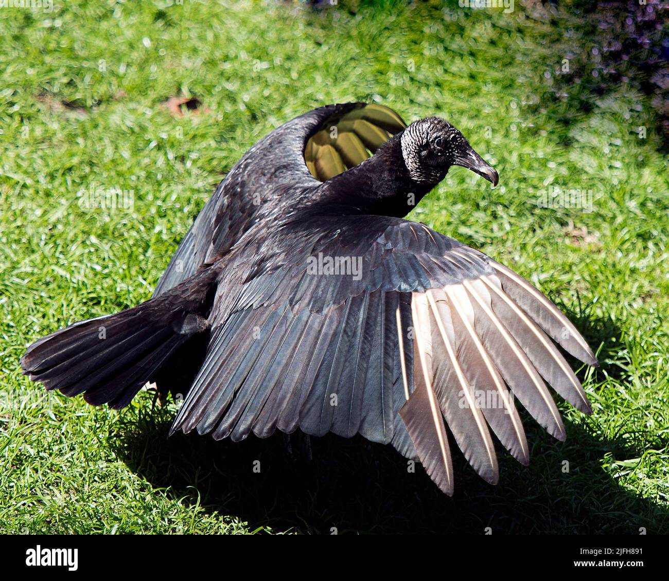 Avvoltoio nero uccello vicino fino ad ali spiegate che mostra la sua testa, occhio, becco e piumaggio nero e godere del suo ambiente circostante e con un bel b Foto Stock