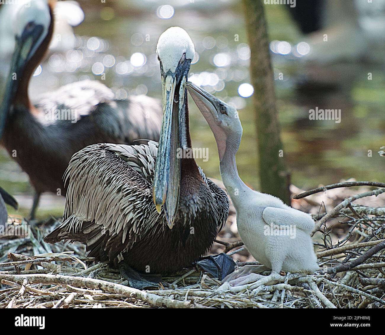 Pelican marrone adulto con il suo pelican bambino baciare la madre pelican esposizione corpo, testa, becco, occhio, piume di piuma nel loro ambiente. Foto Stock