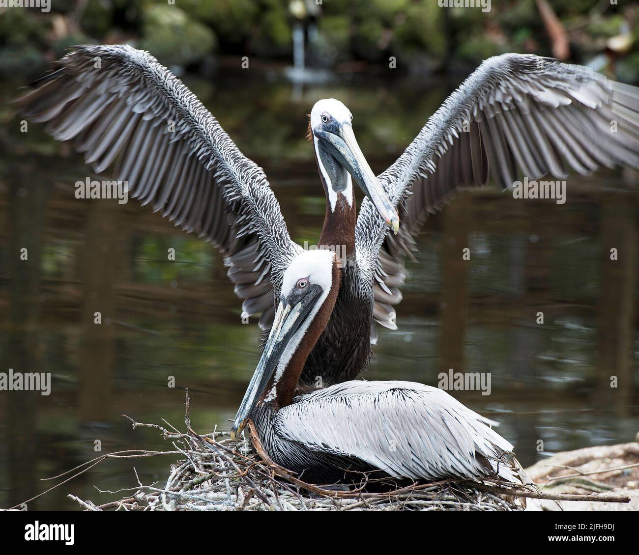 Coppia di adulti pellicani bruni che interagiscono e godono della vita nel loro habitat e ambiente mostrando piume grigio brune piumaggio, ali. Pelican foto Foto Stock