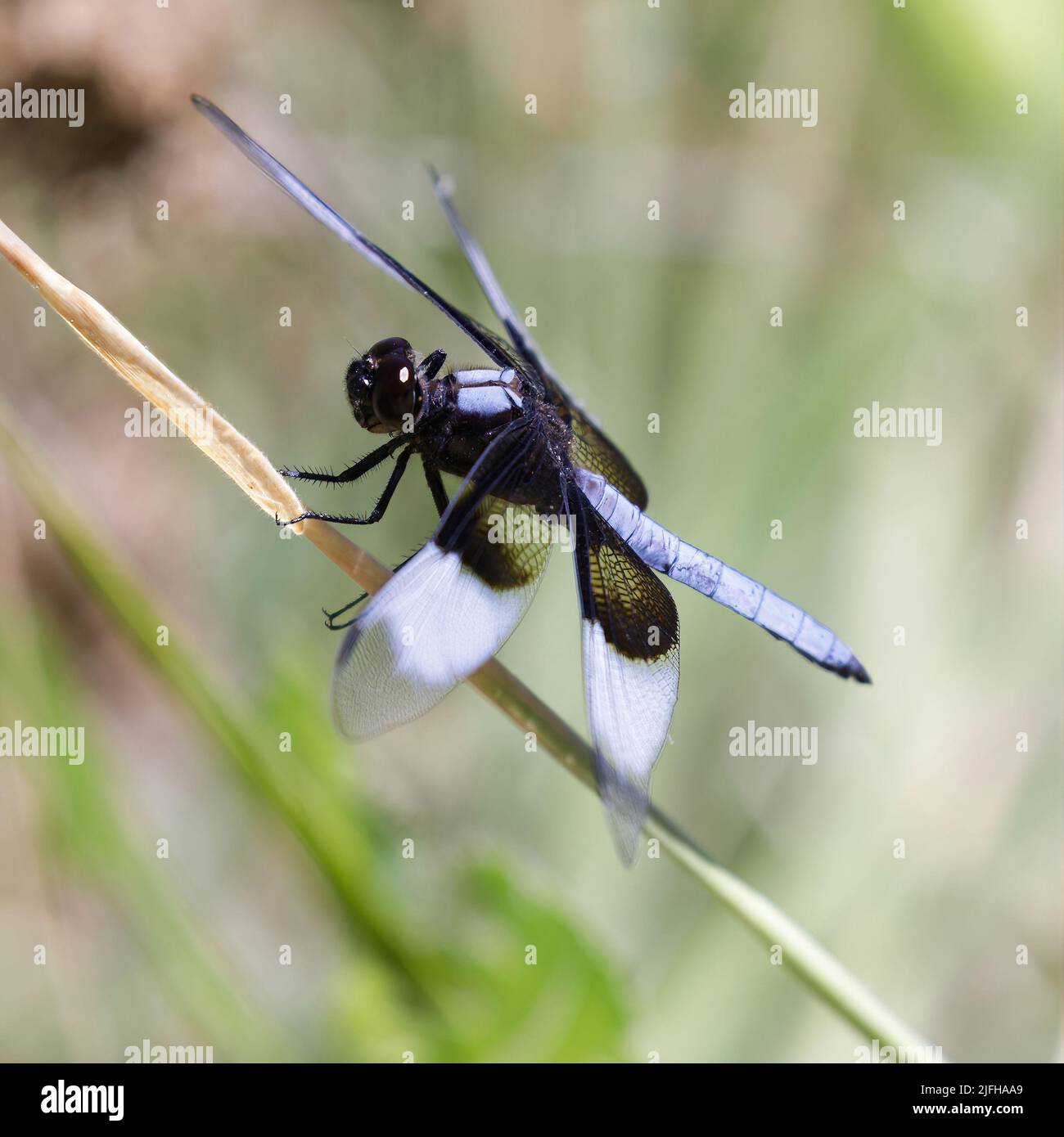 Vedova Skimmer maschio. Foothills Park, Contea di Santa Clara, California, Stati Uniti. Foto Stock