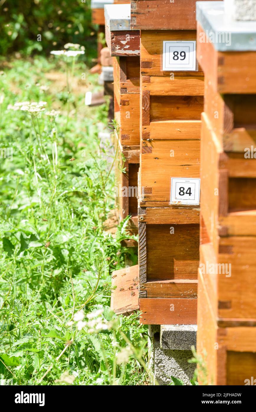 Alveari di api in una fattoria rurale di apicoltura per produrre miele Foto Stock