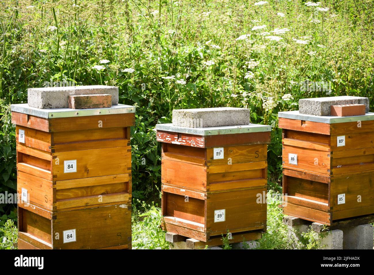 Alveari di api in una fattoria rurale di apicoltura per produrre miele Foto Stock
