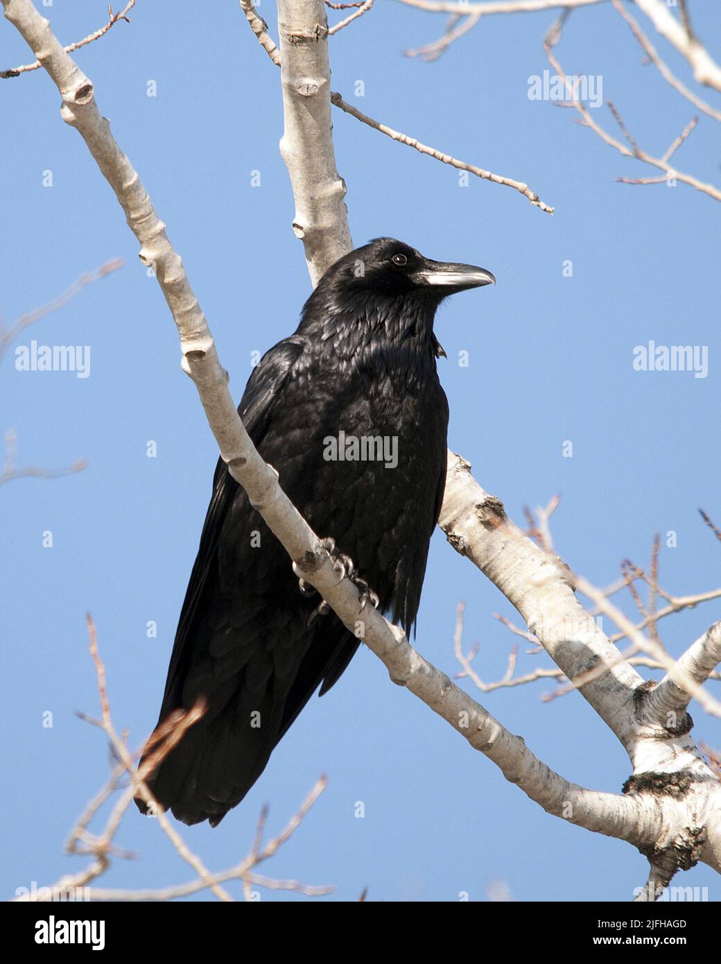 Raven arroccato su un ramo di albero che mostra piumaggio di piuma nera, coda, becco, occhio con uno sfondo sfocato nel suo habitat circostante con un cielo blu schiena. Foto Stock