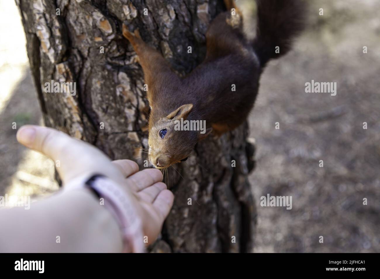 Alimentazione di un animale selvatico nella foresta, animale e cura della natura Foto Stock
