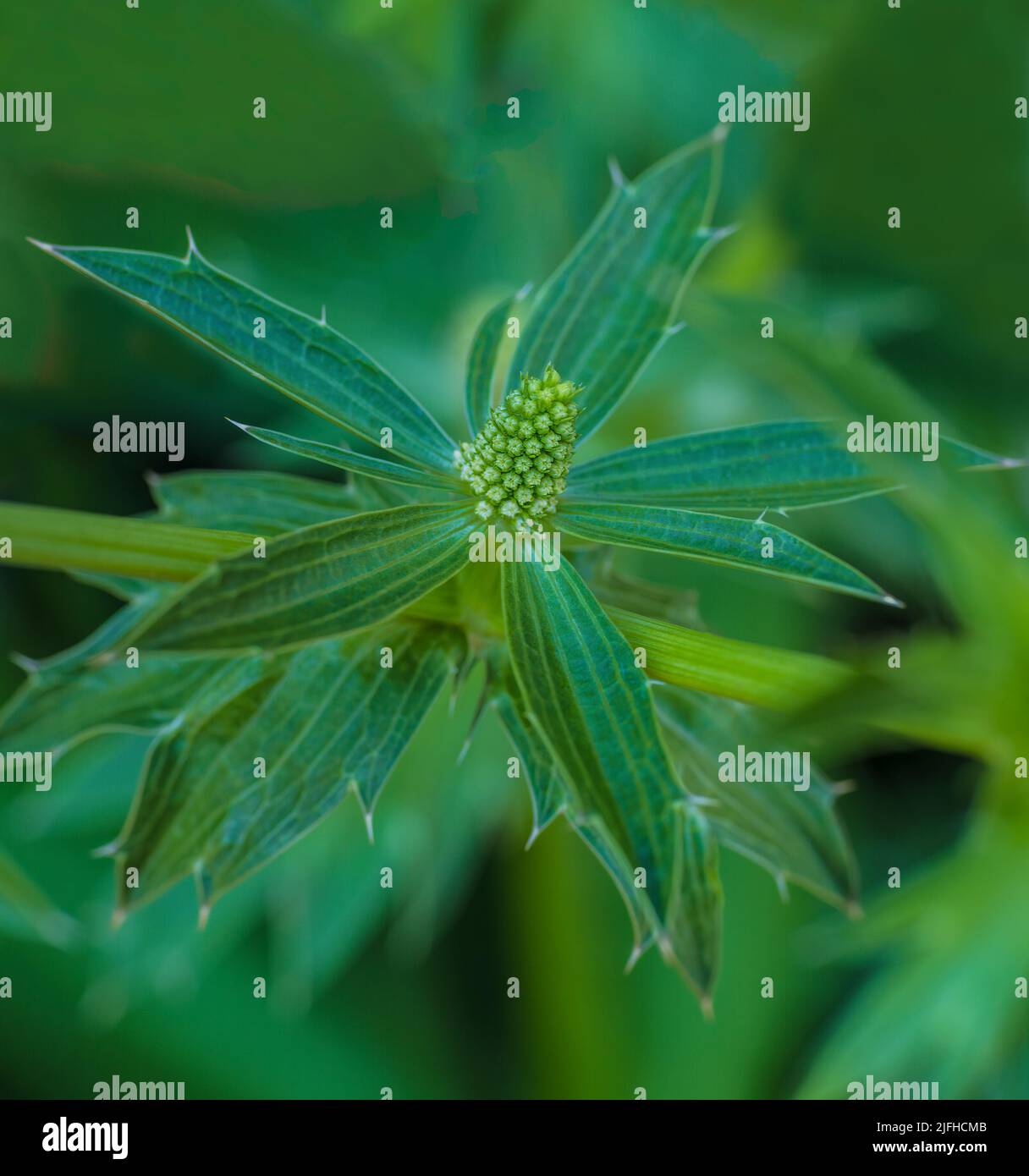 Il Culantro (Eryngium foetidum) è un'erba tropicale perenne della famiglia Apiaceae. Foto Stock