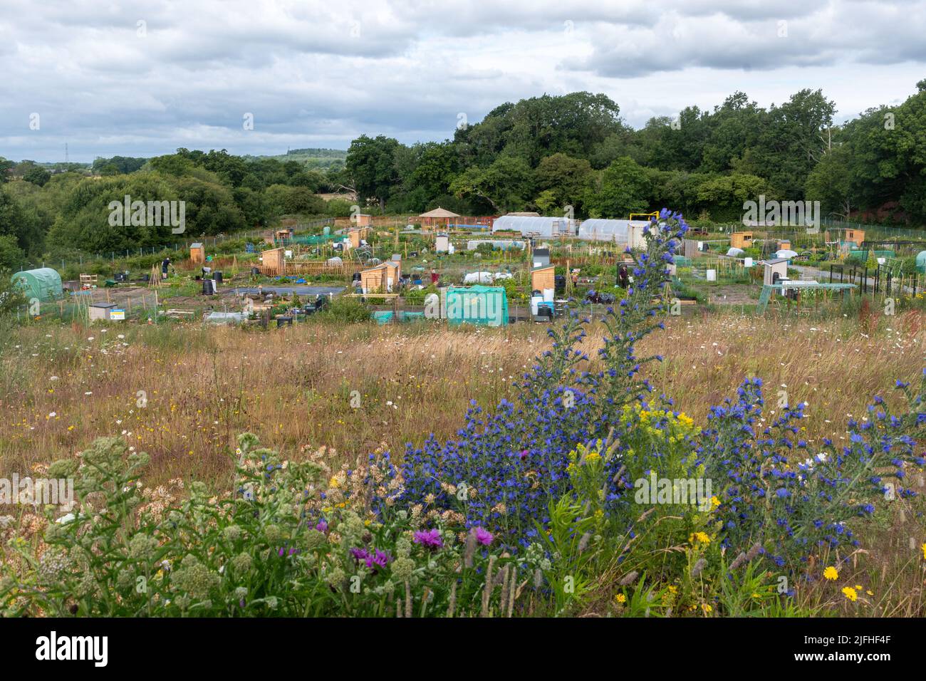 Allotments e la zona di giardinaggio della Comunità all'Edenbrook Country Park vicino a Fleet, Hampshire, Inghilterra, Regno Unito Foto Stock