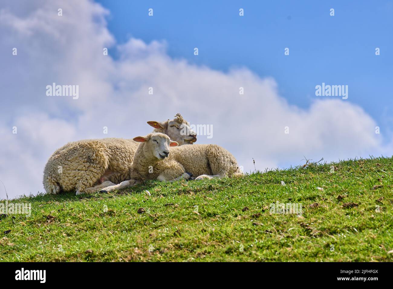 Pecora sulla diga il 02 luglio 2022 a Wyk, Foehr Island, Germania. © Peter Schatz / Alamy Foto d'archivio Foto Stock