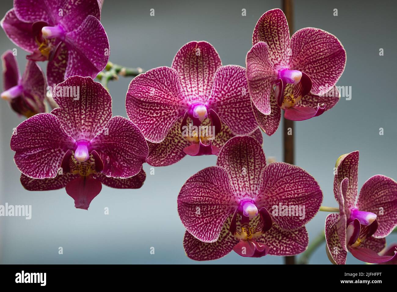 La falaenopsis, nota anche come orchidee di falena, è un genere di piante della famiglia Orchidaceae. Foto Stock