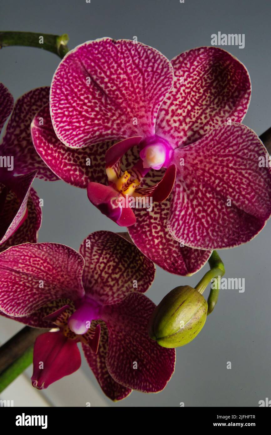 La falaenopsis, nota anche come orchidee di falena, è un genere di piante della famiglia Orchidaceae. Foto Stock