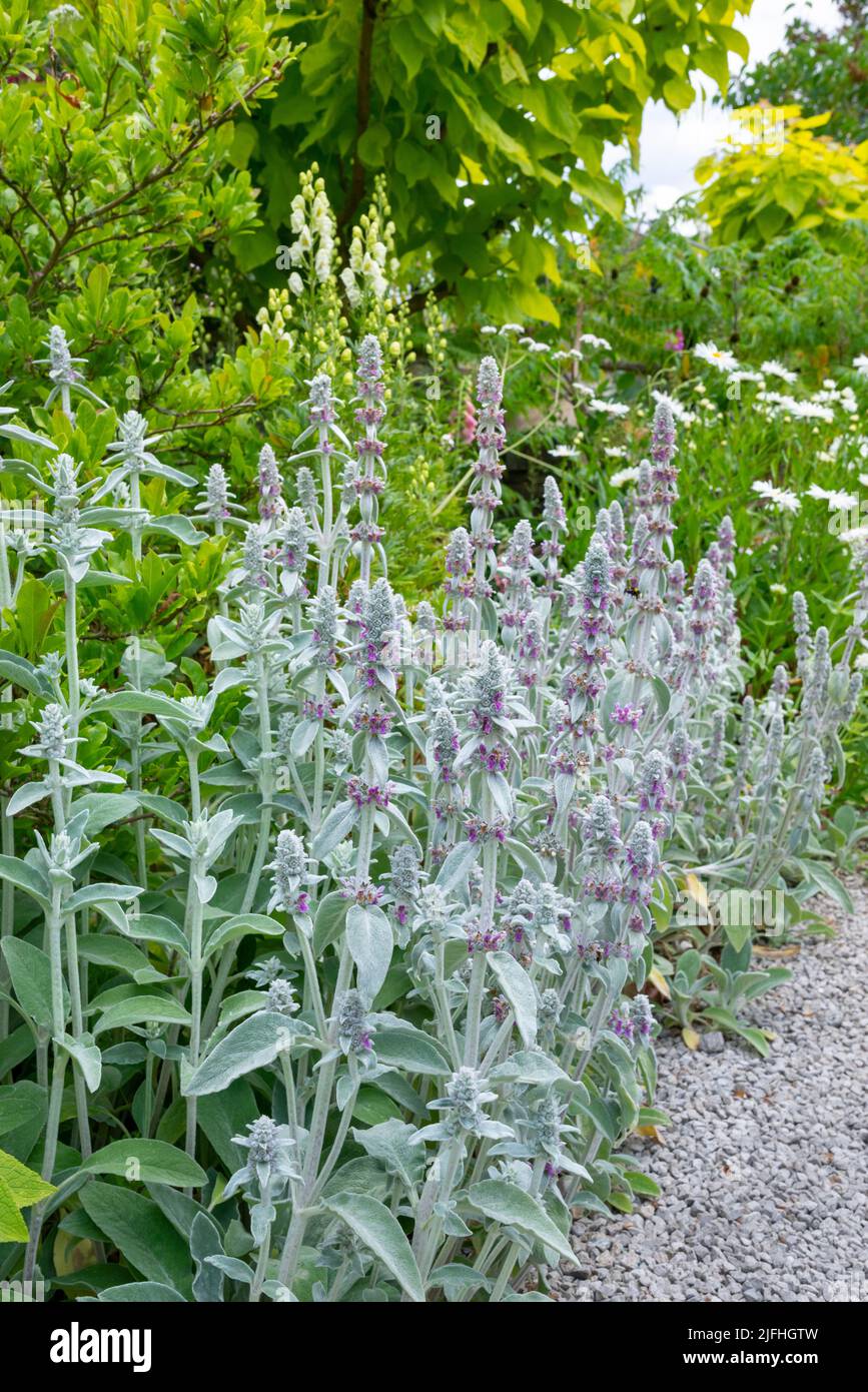 Stachys Byzantina (orecchie di agnelli), una pianta perenne di foglie d'argento morbide che in estate getta steli alti di piccoli fiori viola. Foto Stock