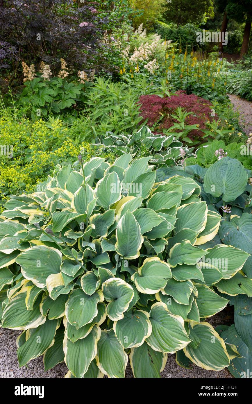 Hosta piante e altre specie d'amore ombra in un giardino inglese a metà estate. Foto Stock