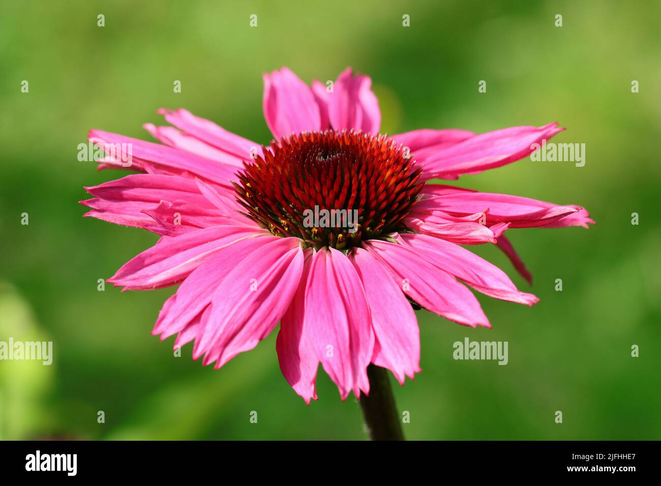primo piano di un bellissimo fiore rosa di echinacea purpurea illuminato dal sole su sfondo verde sfocato Foto Stock