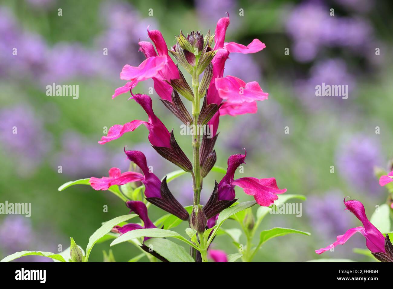 primo piano di una bella salvia color pesca color magenta-rosa, sfondo sfocato Foto Stock
