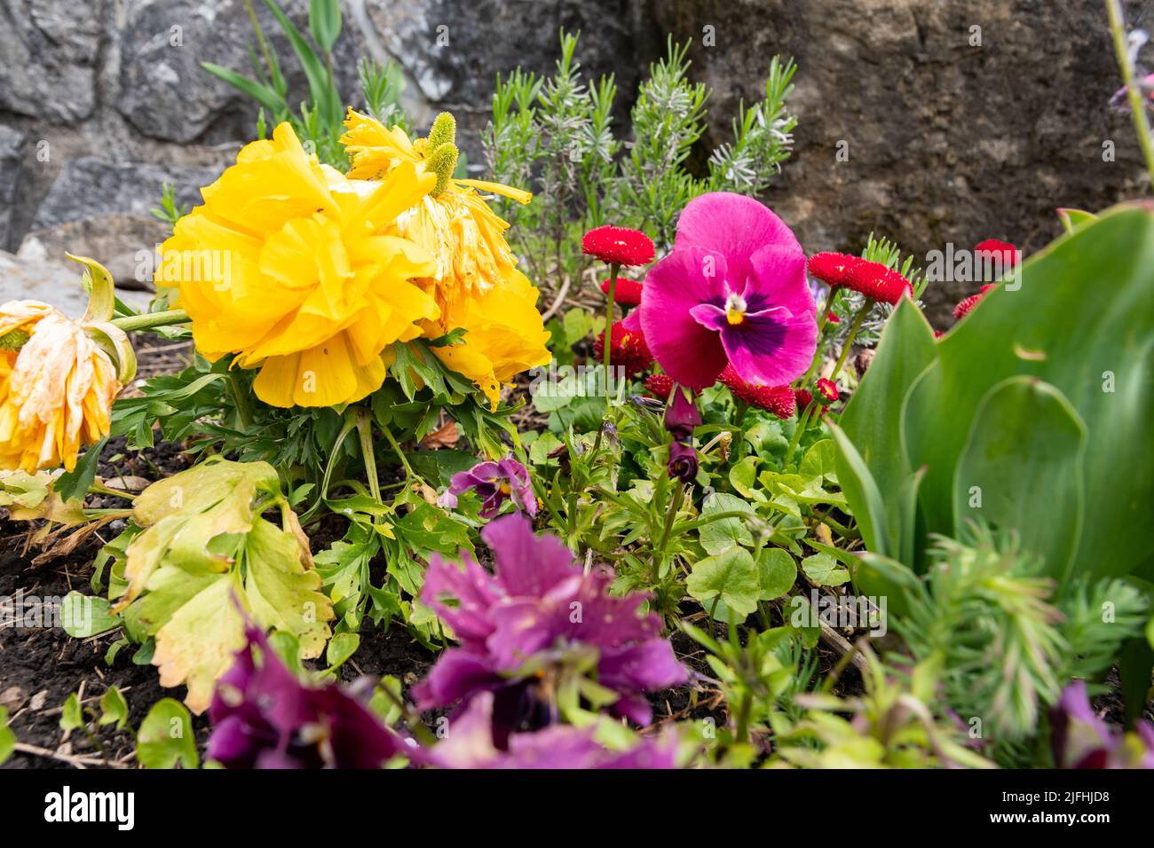 Wildhaus, Svizzera, 5 maggio 2022 fiori colorati che crescono in un letto in primavera Foto Stock