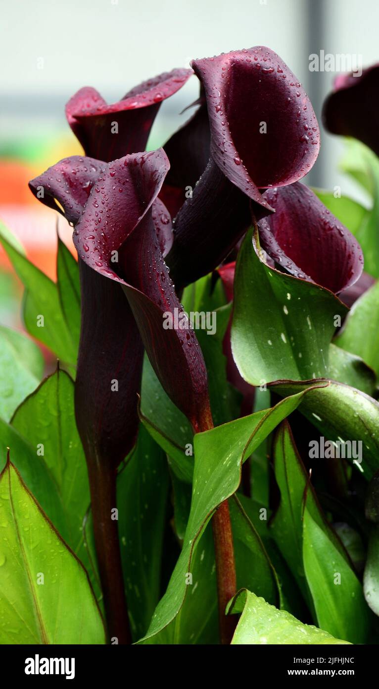 Il fiore scuro del clareto di Zantedeschia memorie. Foto Stock