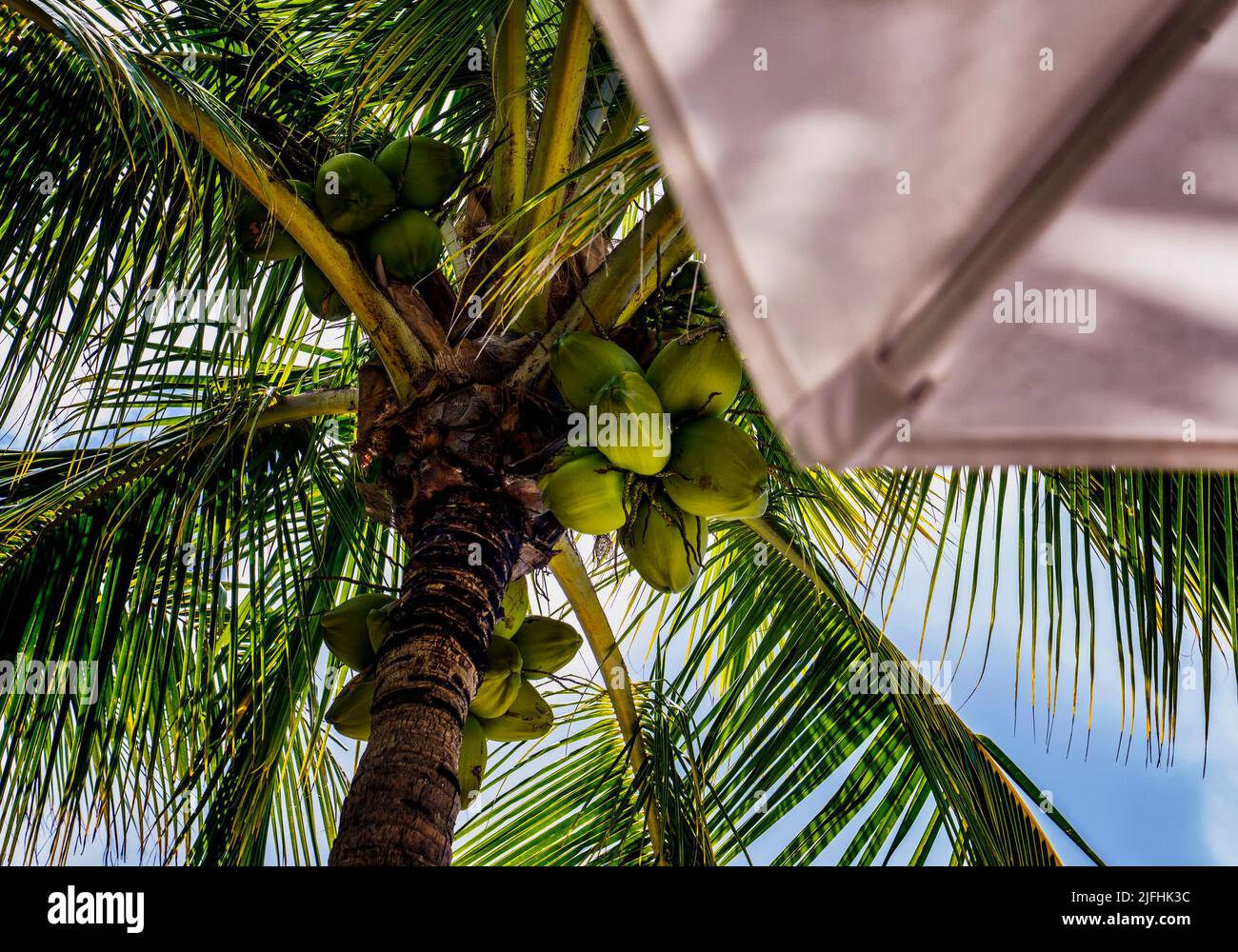 Palma Hawaiana Artificiale Doppia 1,5m - Nearly Natural 5591, Perfetta Per Interni