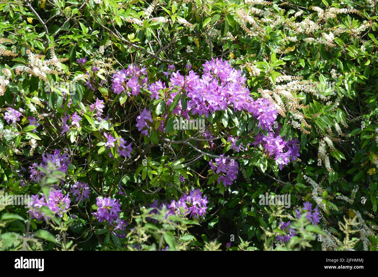 Bella fioritura viola nel sole estivo preso nella campagna Essex nel Regno Unito Foto Stock