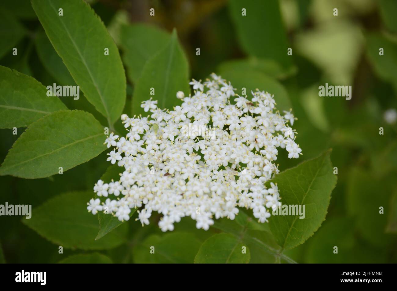 I bellissimi fiori bianchi si avvicinano alla macro durante il sole estivo nella campagna dell'Essex nel Regno Unito Foto Stock