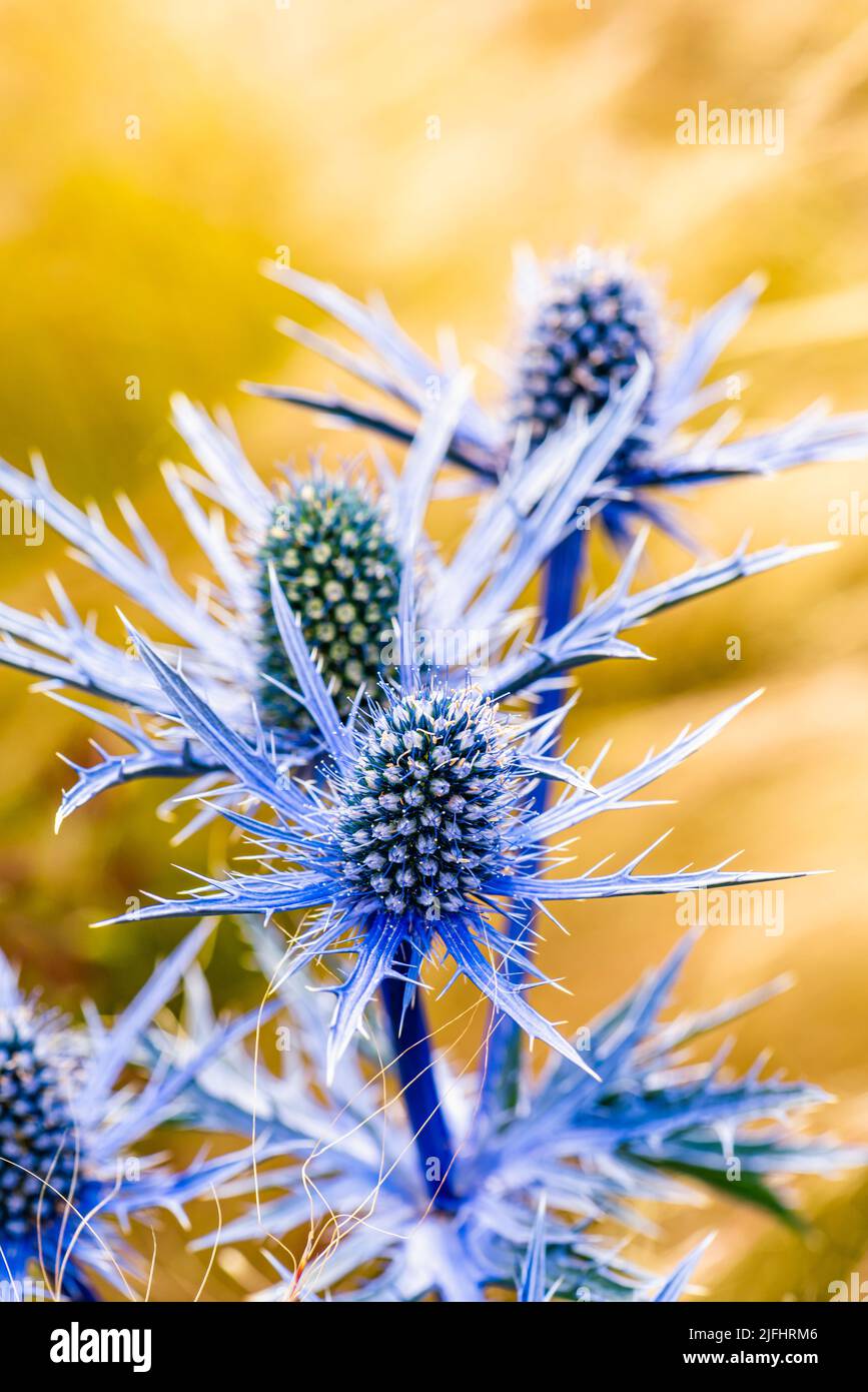 Blue Hobbit, Sea Holly, Eryngium Planum fiori Foto Stock