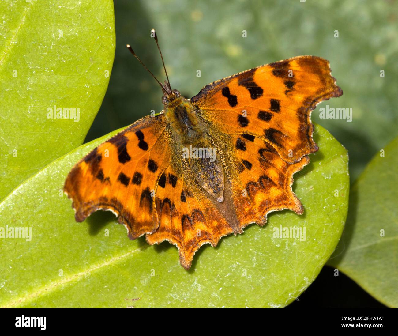 Virgola Butterfly Polygonia c-album Foto Stock