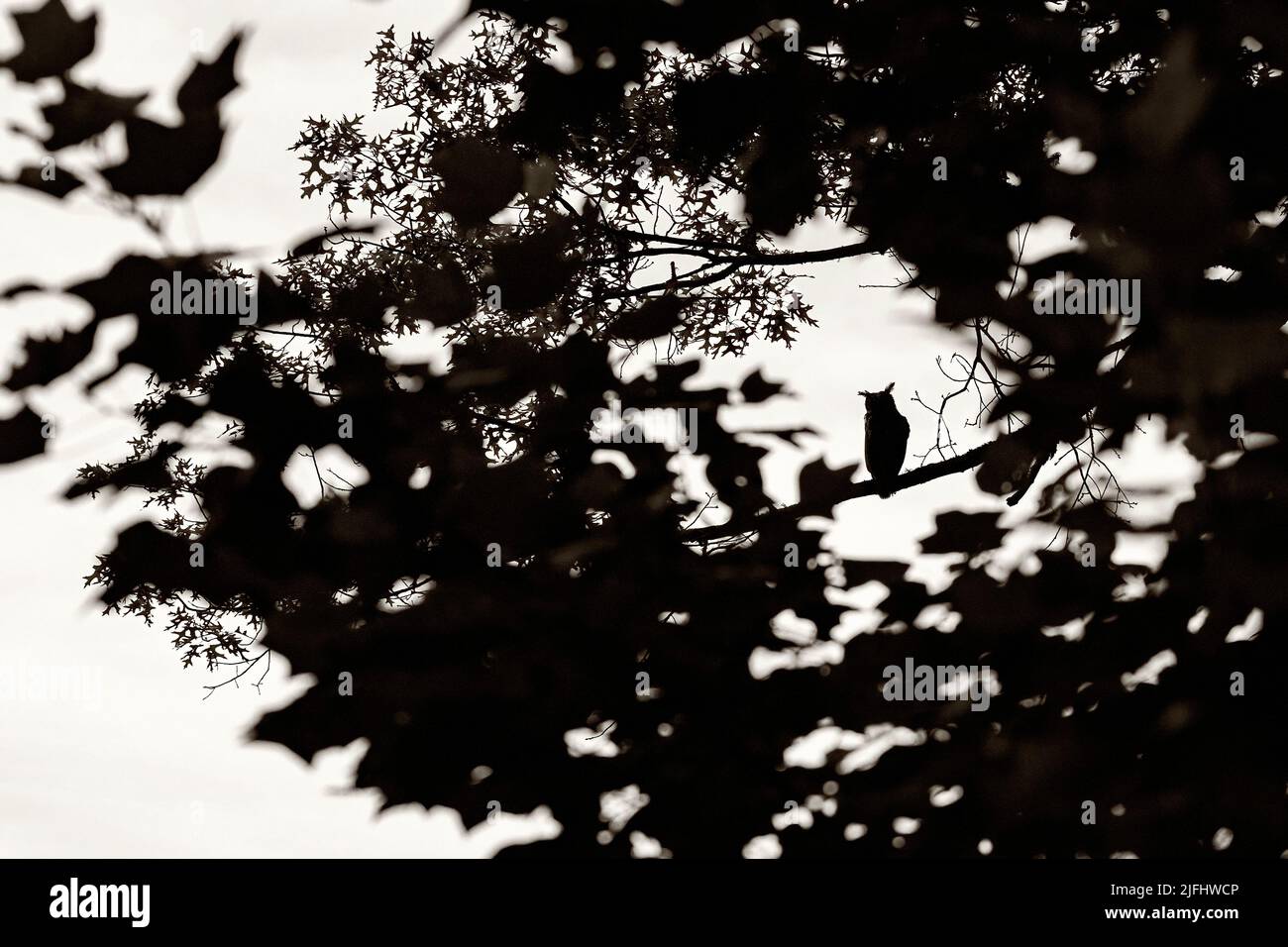 La silhouette di un gufo grande (Bubo virginianus) - Brevard, Carolina del Nord, Stati Uniti Foto Stock