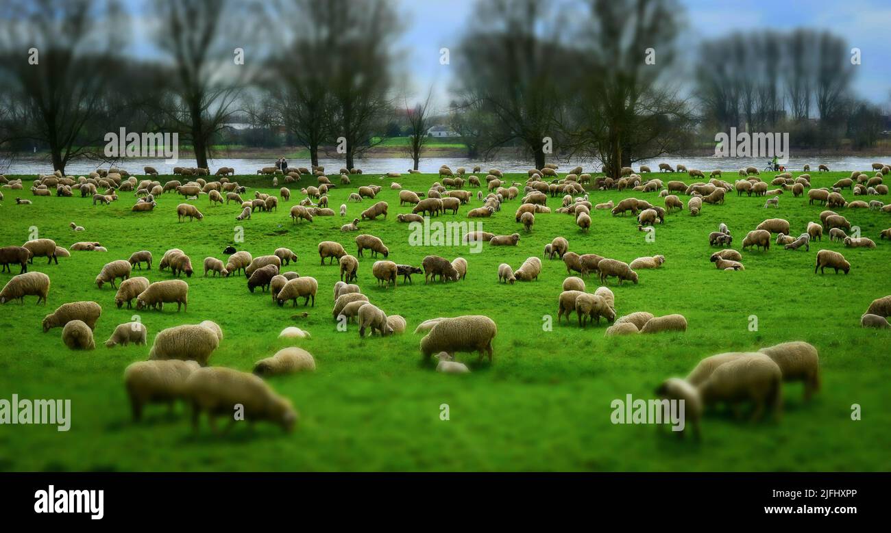 Pecore in Prato Foto Stock