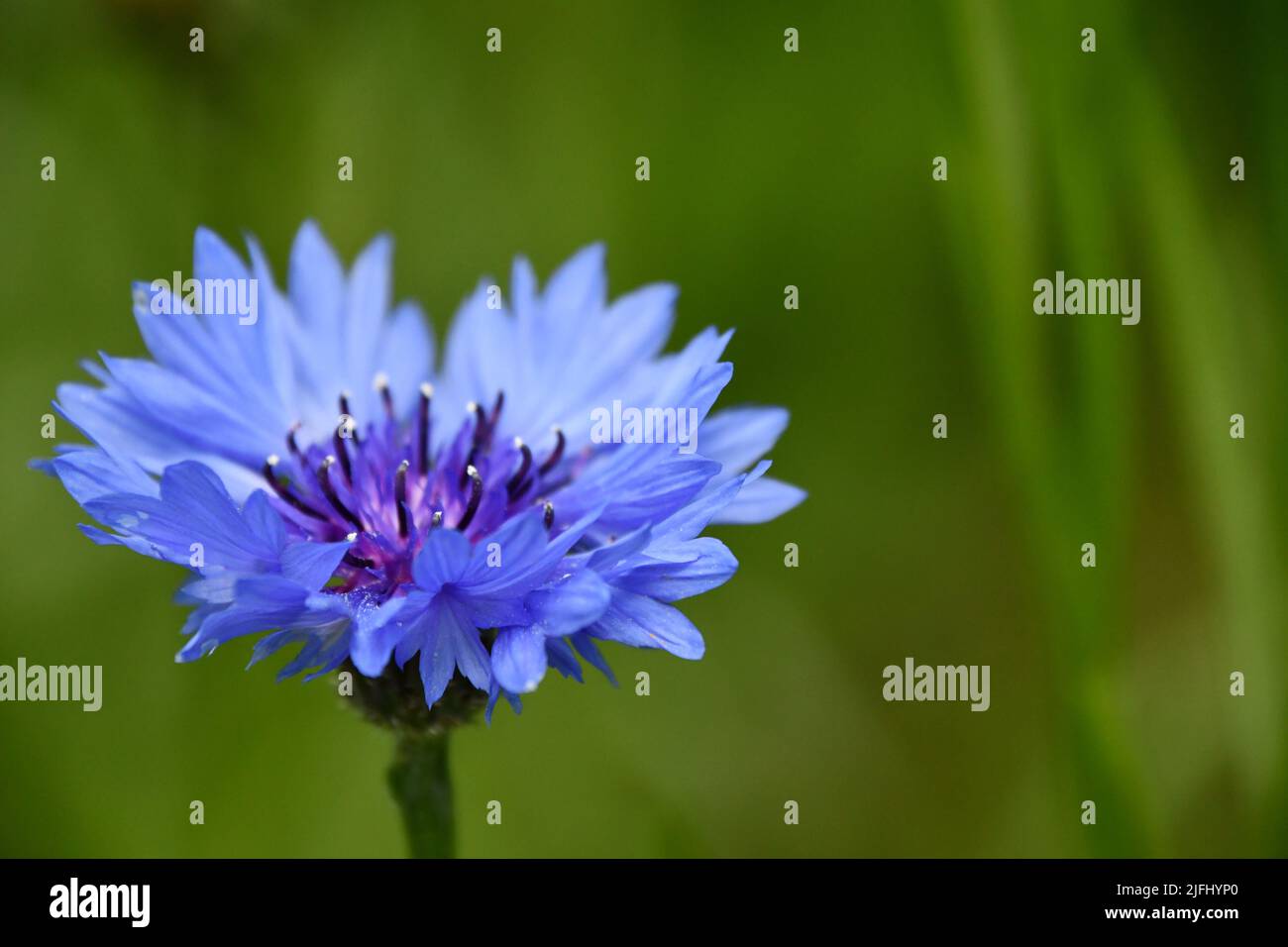 Centaurea cyanus, Fiordaliso, bachelor del pulsante Foto Stock