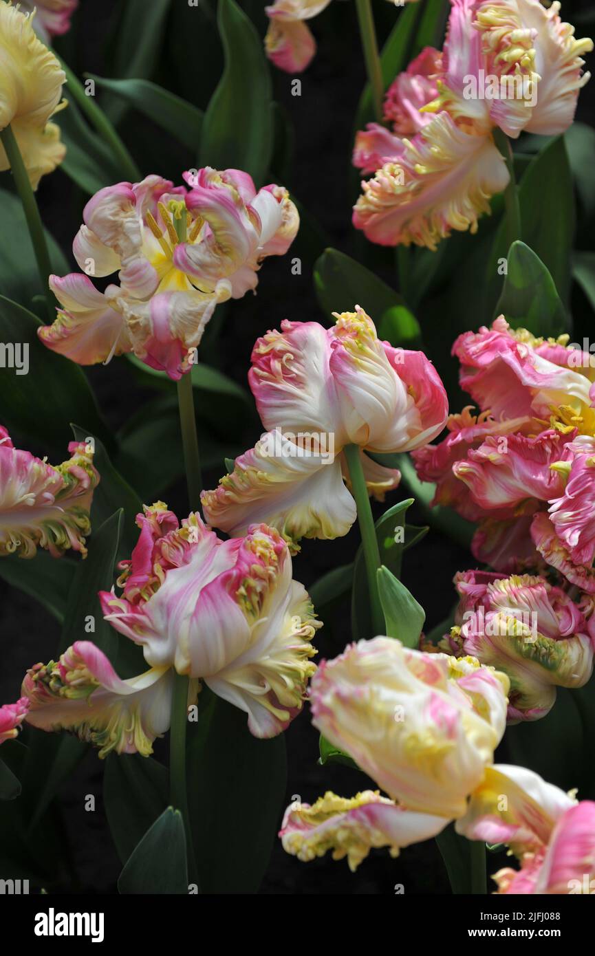 Tulipani rosa, bianchi e gialli (Tulipa) Parrot fiore dolce in un giardino nel mese di aprile Foto Stock