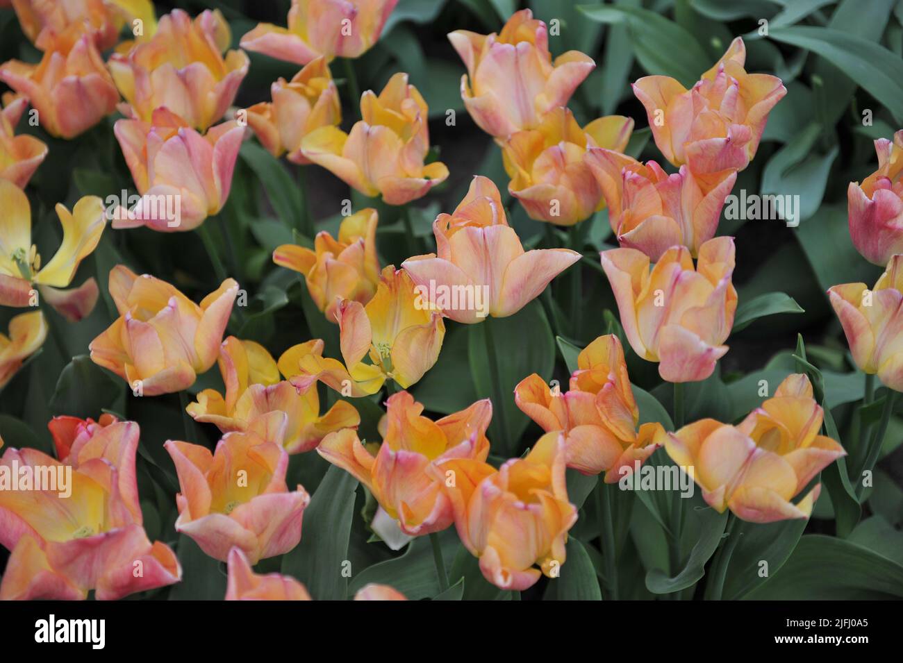 Tulipani Triumph rosa-arancio (Tulipa) Passio Dolce fioritura in un giardino nel mese di aprile Foto Stock