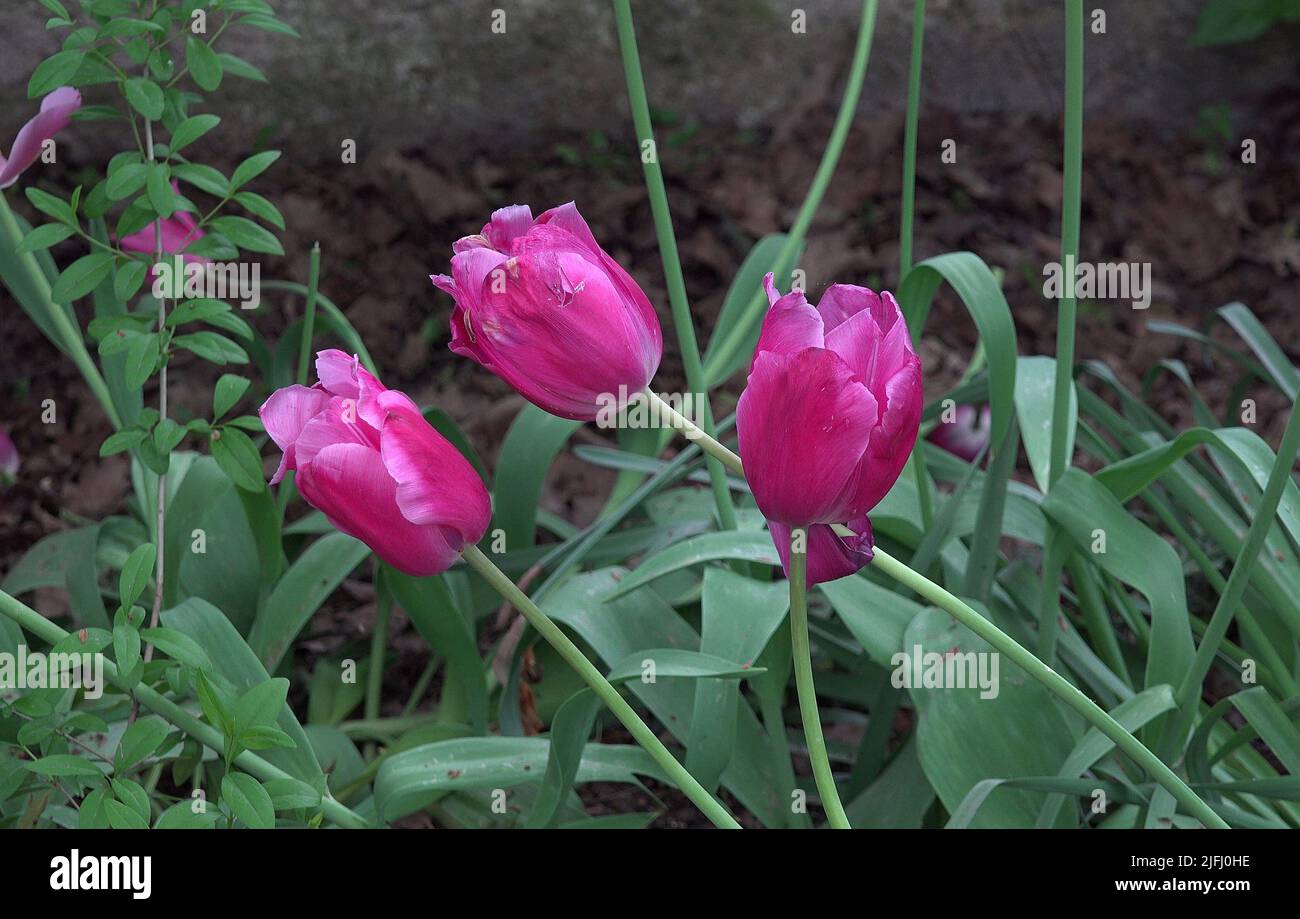 Tre tulipani di colore magenta Foto Stock