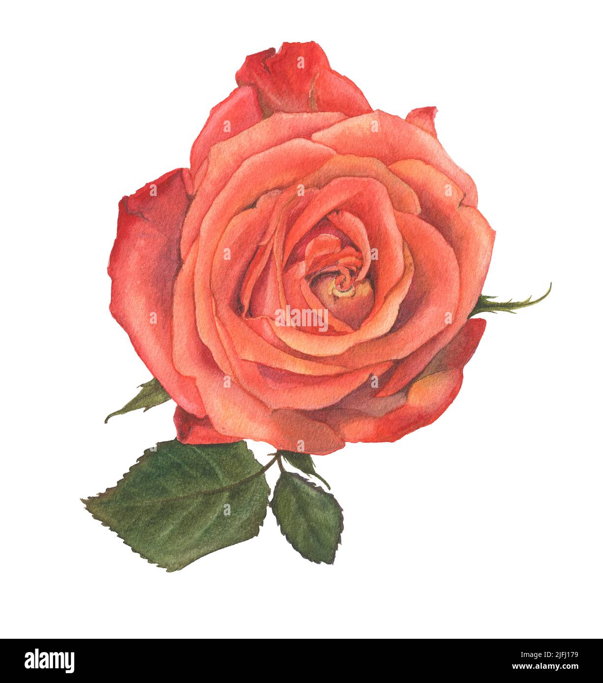 Rosa brillante dipinta a mano in acquerello. Elemento floreale su sfondo bianco per la creazione di carte, inviti, modelli. Foto Stock