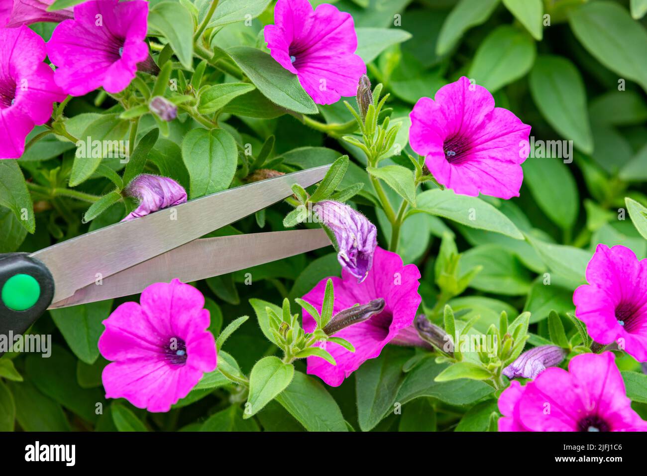 Potatura pianta di Petunia con fiori di appassimento. Deadeshading, cura delle piante e concetto di giardinaggio dei fiori. Foto Stock