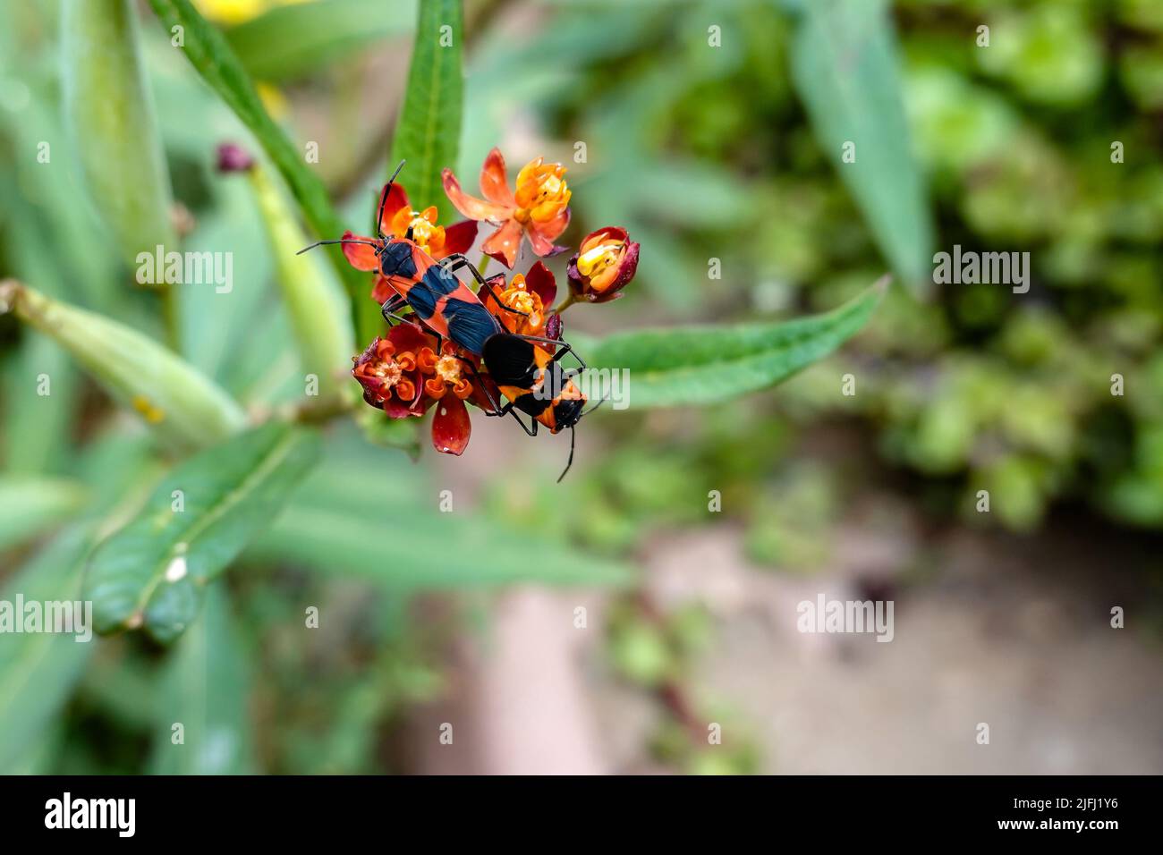 grande bug dell'erba mungente . Oncopeltus fasciatus. Si nutre sui semi, foglie e steli della pianta di munghie .Milkweed bug accoppiamento Foto Stock