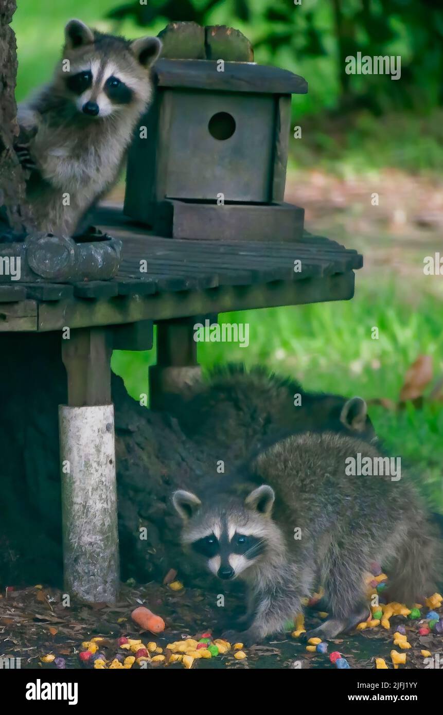 I raccoons selvatici mangiano una varietà di carote e cereali senza zucchero da una stazione di alimentazione della fauna selvatica del cortile, 30 giugno 2022, a Coden, Alabama. Foto Stock