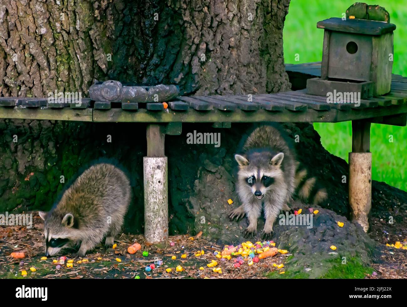 I raccoons selvatici mangiano una varietà di carote e cereali senza zucchero da una stazione di alimentazione della fauna selvatica del cortile, 30 giugno 2022, a Coden, Alabama. Foto Stock