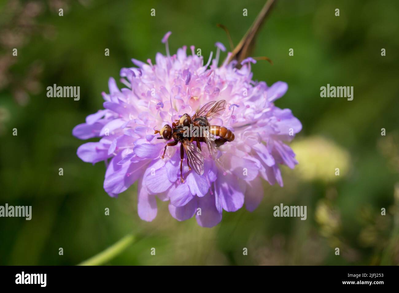 2 insetti su un fiore viola Foto Stock