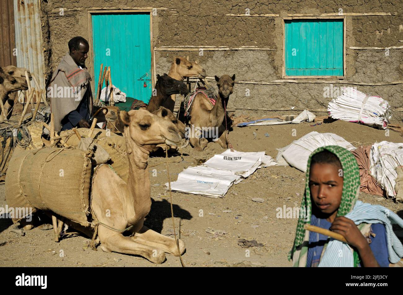 Cammelli al mercato di Bati, regione di Amhara, Etiopia Foto Stock