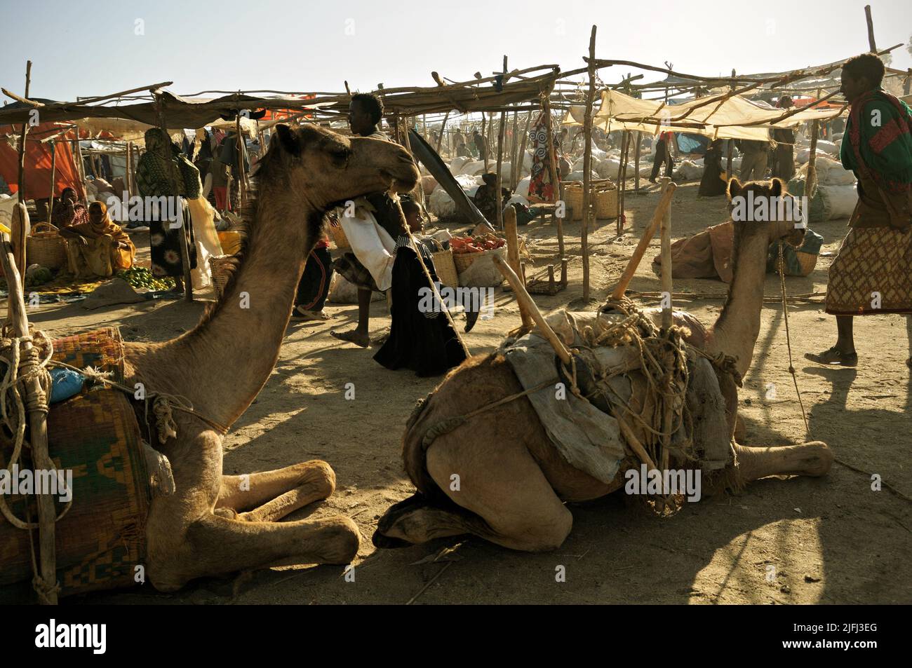 Due cammelli al mercato di Bati, regione di Amhara, Etiopia Foto Stock