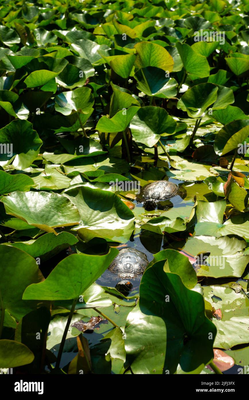 Coppia di tartarughe di terrapieno rosso o rosso-eato Trachemys scripta elegans tra le ninfee d'acqua lascia in stagno in ambiente urbano Foto Stock