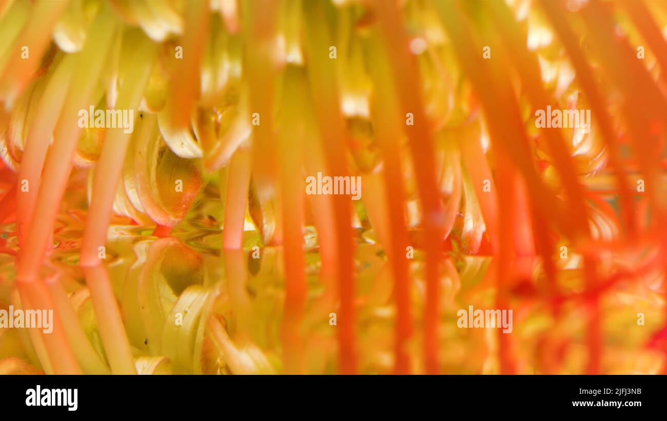 Primo piano di arancio e giallo fiore inusuale germoglio di fiori. Riprese in stock. Lungo antenna a forma di petali fiore riflesso nella superficie dell'acqua. Foto Stock