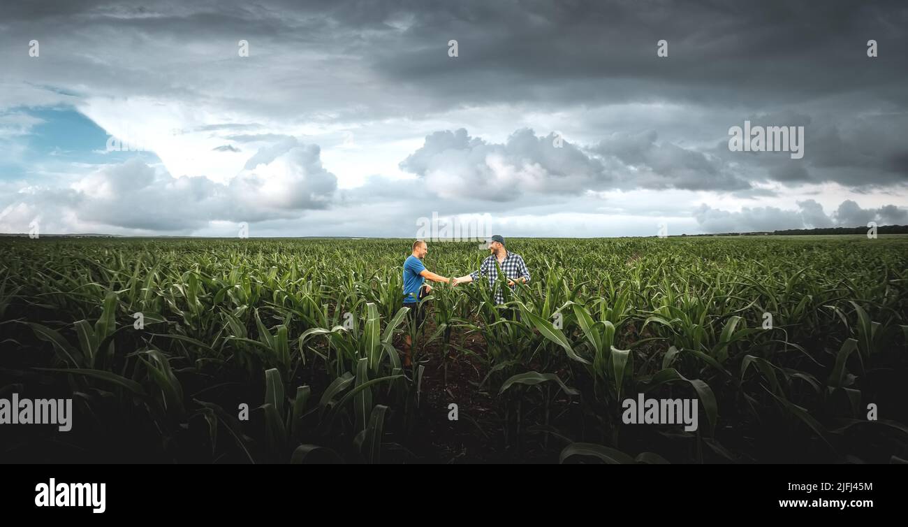 Due agricoltori in un campo di mais agricolo in una giornata nuvolosa. Agronomo in campo sullo sfondo delle nuvole piovose Foto Stock